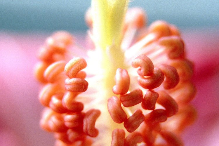 Esta columna estaminal muestra estambres de color rojo anaranjado y ramas de estilo amarillo y bordes color naranja.