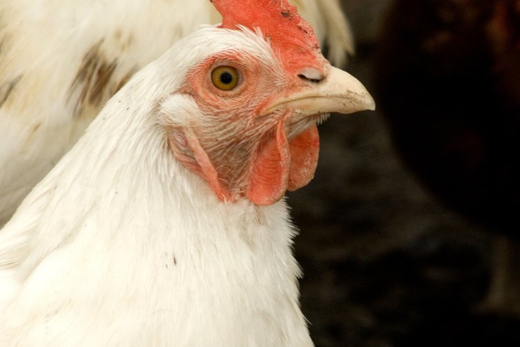 Los Chantecler y Araucana ponen huevos de color verde.