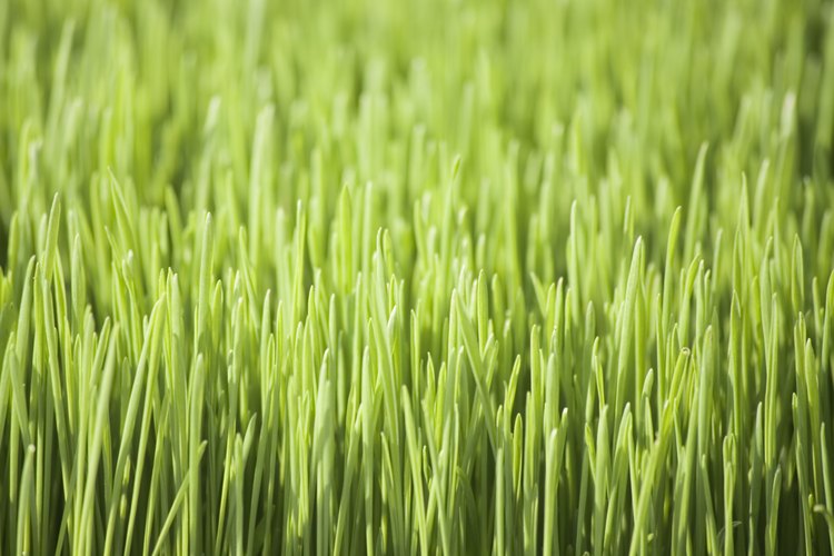 Cultivar pasto de trigo sin tierra es menos problemático.