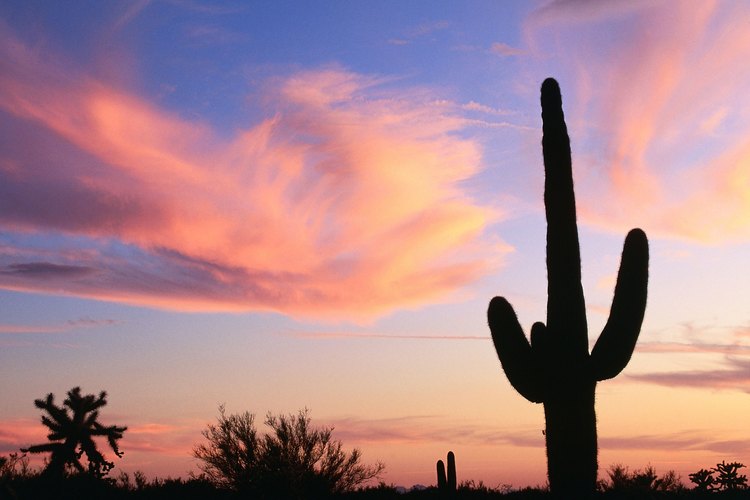 Los cactus suelen vivir en climas secos.