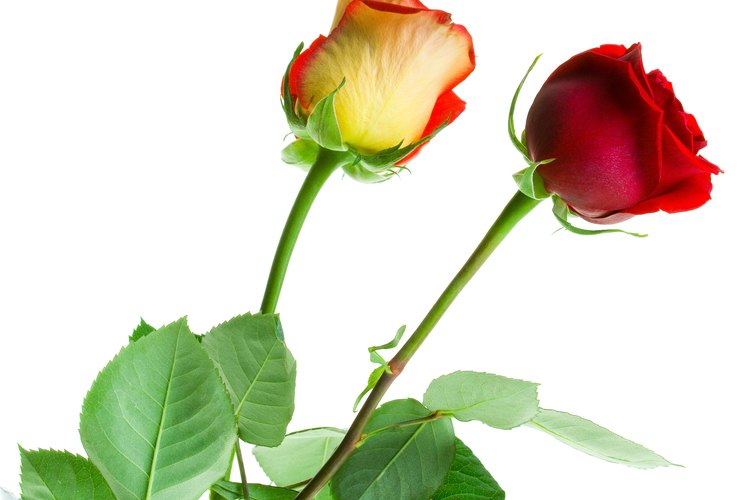 Otra característica de las rosas es cuando dos rosas son entrelazadas juntas en los tallos.