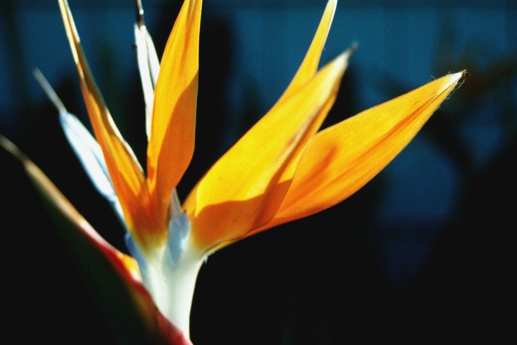 La planta del ave del paraíso produce unas flores exóticas únicas que parecen la cabeza de un colorido pájaro.