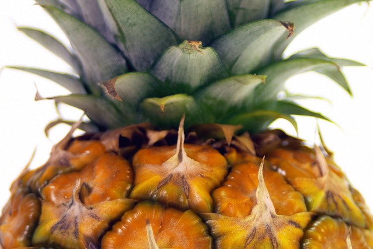 Las plantas de piña no viven mucho tiempo.