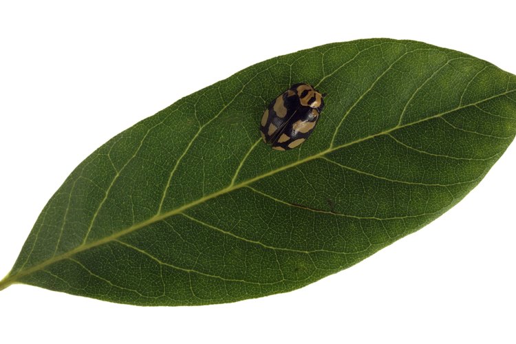 Los insectos pueden ser controlados con los derivados del nim.