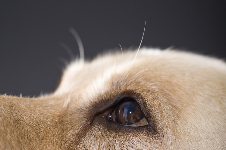 Los ojos de los perros son sensibles a varios tipos de enfermedades y lesiones.