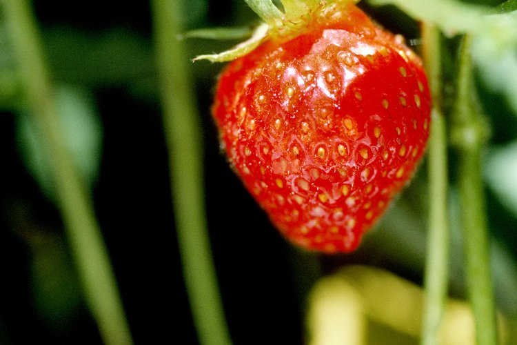 Podar las guías detendrá a las plantas de fresa de propagarse.
