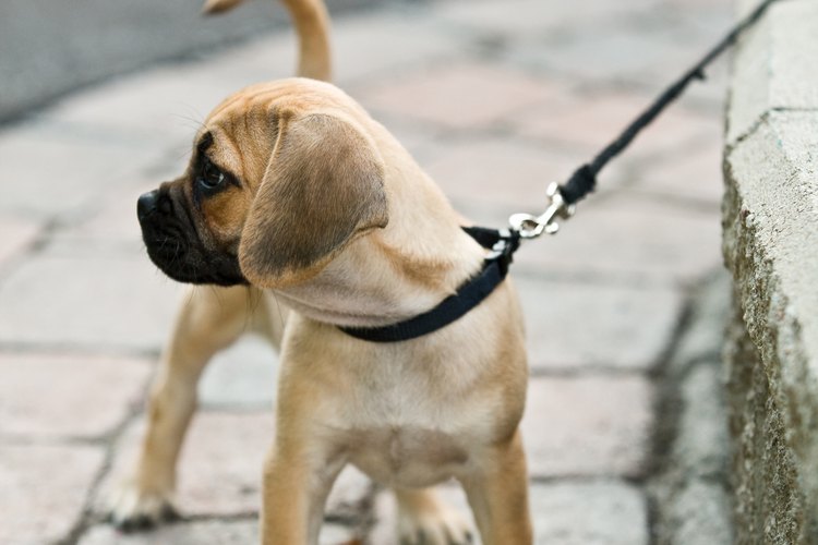 Sigue las instrucciones de la aerolíneas y mantén al cachorro seguro durante el envío por avión.