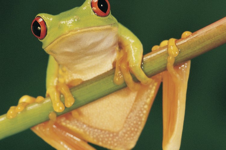 Rana arborícola con sus distintivas características.