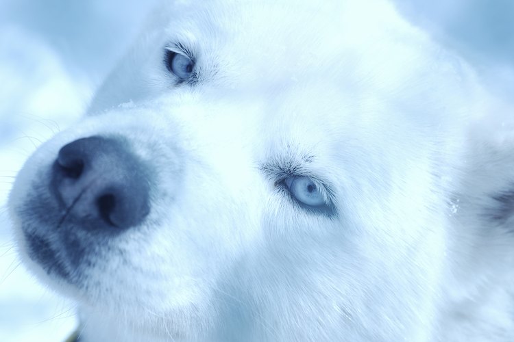 Otro rasgo similar en las razas de invierno es la cola curva, que también está presente en la raza husky Ssberiano.