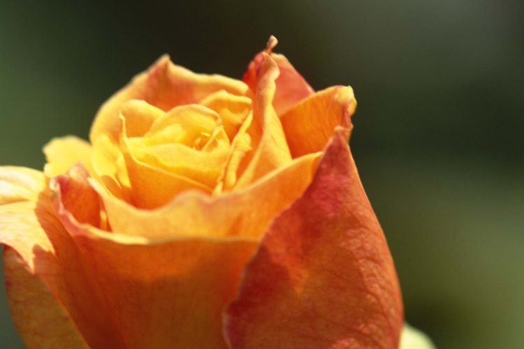 Las rosas son fácilmente reconocibles.