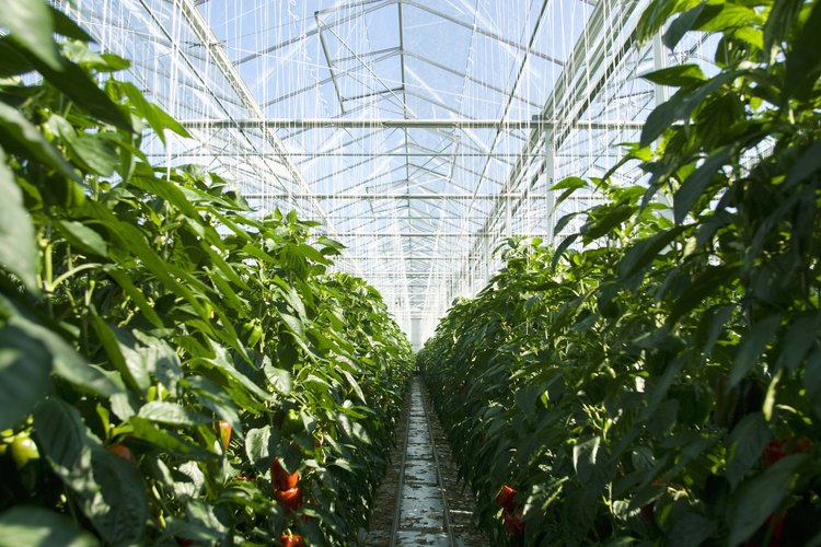 Cómo matar a las larvas de mosquito del hongo en las plantas de interior.