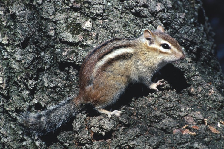 Hay 16 especies de ardillas listadas nativas de los Estados Unidos.