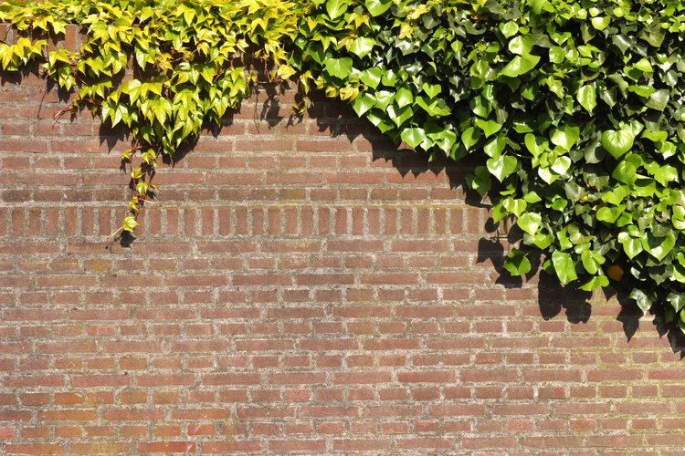 Otras cepas de zonas sin pleno sol incluyen ciertas subespecies como la hortensia trepadora.