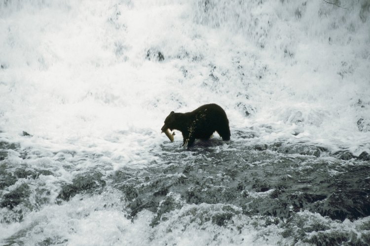 Las aguas interiores de Alaska están frías durante gran parte del año y pueden atraer peces y animales asociados a las regiones árticas.