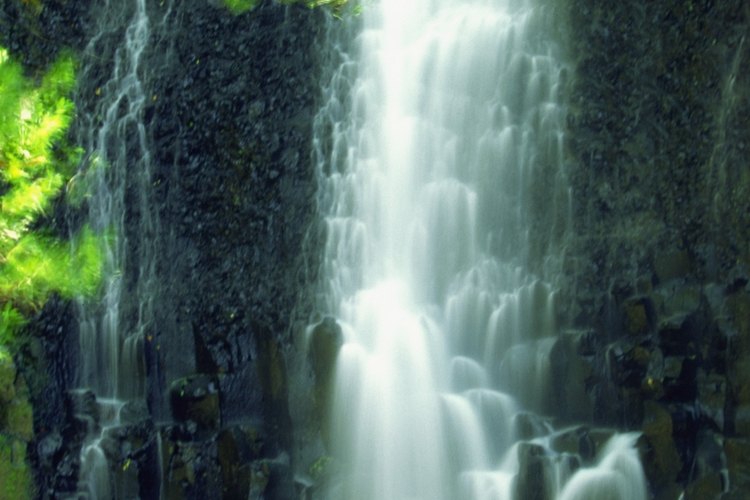 El Guanacaste es el árbol nacional de Costa Rica.