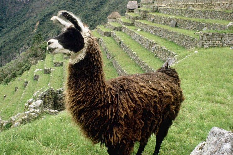 Los incas comían los peces situados cerca de la costa de América del Sur.