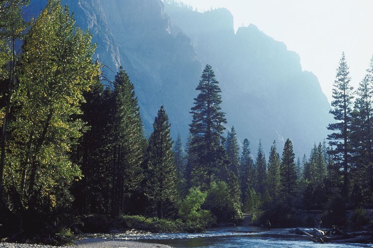 Los niños pueden caminar por muchos de los maravillosos paisajes de Yosemite.