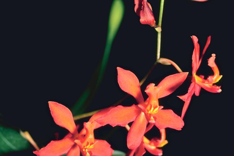 El exceso de luz decolora las hojas de una orquídea, causando un amarillamiento en ellas.