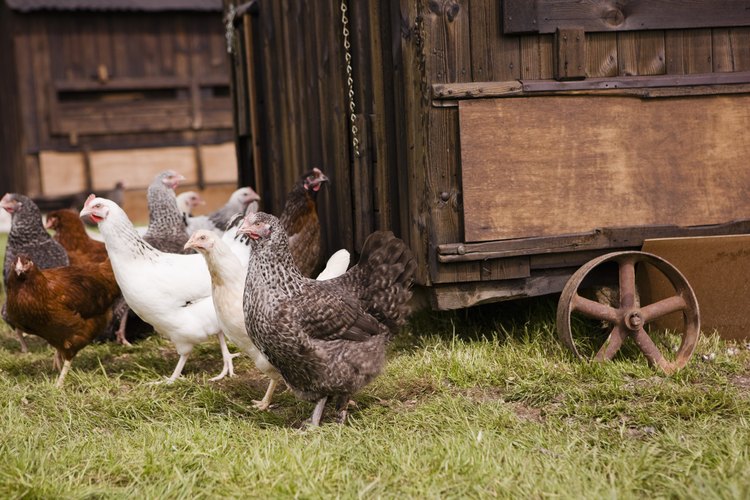 Las gallinas comen una variedad de comidas.