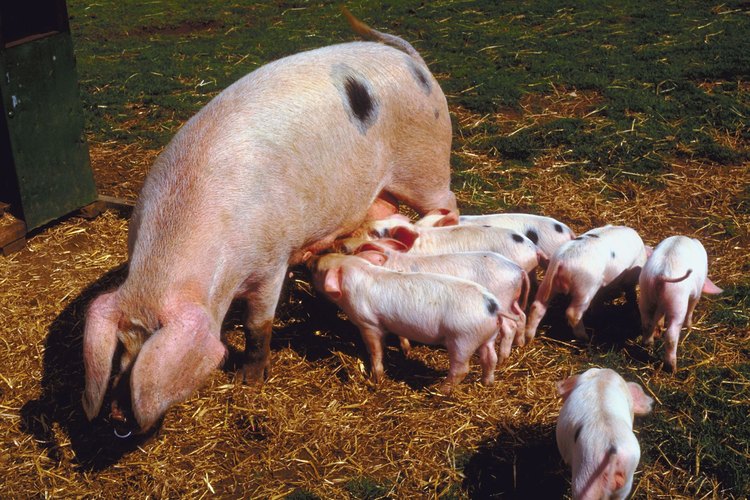 Planear un programa de alimentación para cerdos puede mejorar la eficiencia de su alimentación.