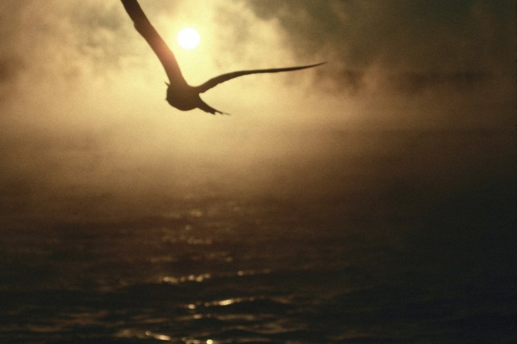 La ecolocación es poco común entre las aves.