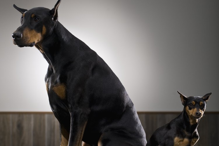Puedes proporcionar a tu perro una vida larga y saludable mediante la elección de un alimento superior.
