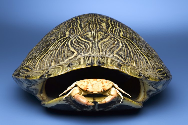 Cómo conservar caparazones de tortuga.