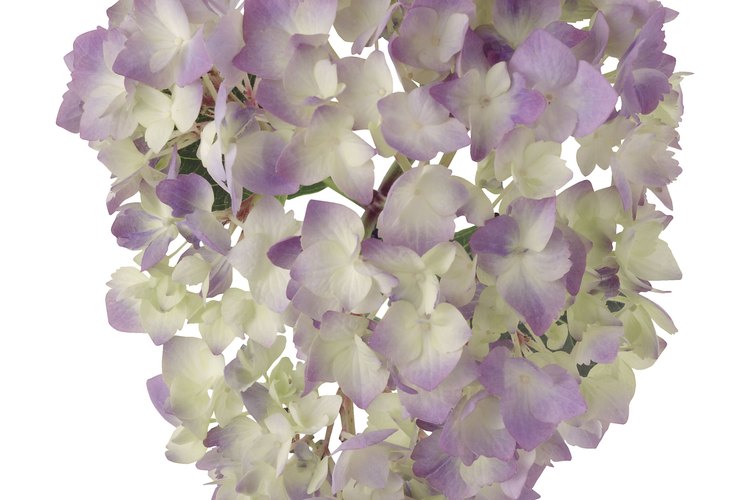 Floraciones de hortensias.