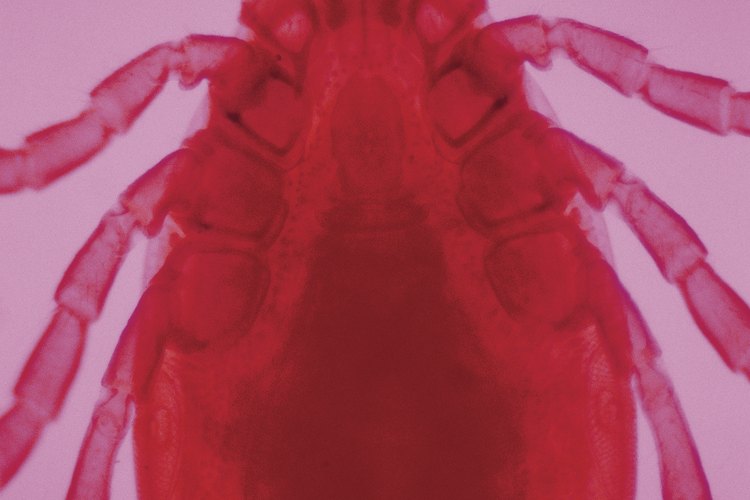 Las garrapatas son un tipo de arácnido.