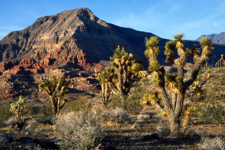 Joshua Tree Woodlands está entre los paisajes de senderismo icónicos.