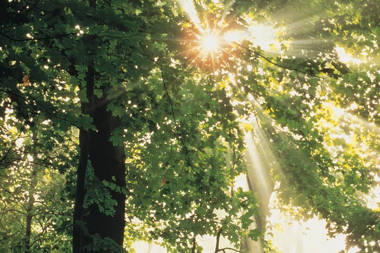 La luz solar es uno de los elementos esenciales de la vida de las plantas.