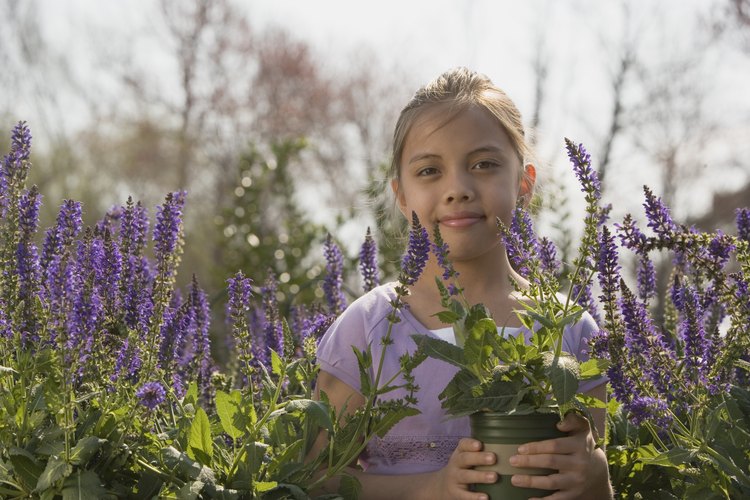 El género Plectranthus incluye una variedad de fuerte floración llamada "mona lavanda".