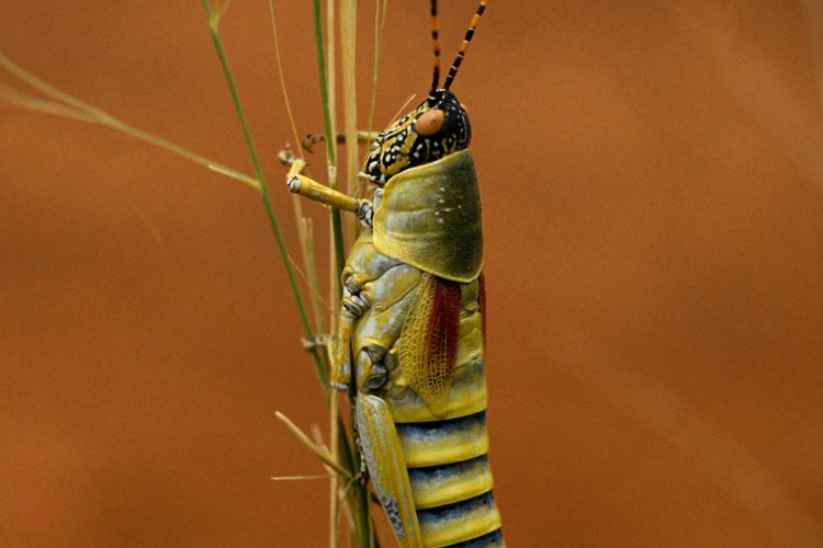 La langosta vuela y salta.