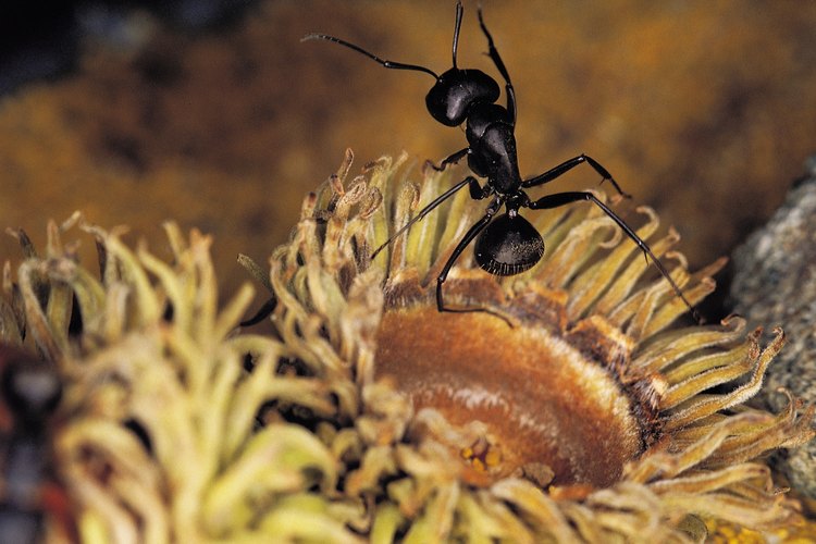 Insectos que se esconden el las alfombras.