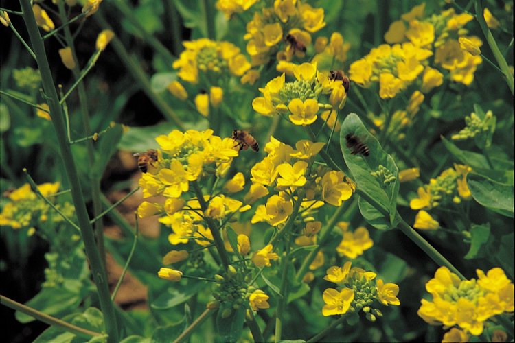 Muchas flores propagan su polen fecundante a través de insectos como las abejas.