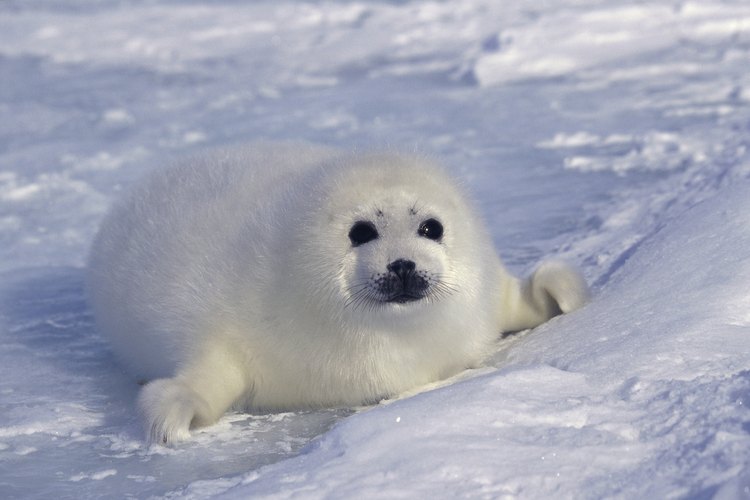 Tanto los animales terrestres como los marinos necesitan oxígeno para sobrevivir.