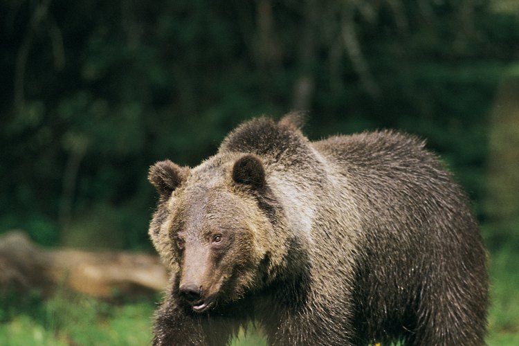 Toma las precauciones necesarias cuando acampes cerca de área de osos.