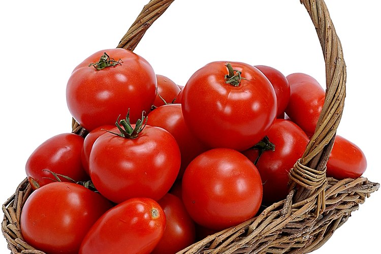 Una cosecha de tomates exitosa.