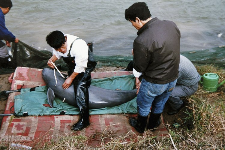El delfín del río Yangtze, que alguna vez tuvo miles de especies, es probable que se haya extinguido en 2006.