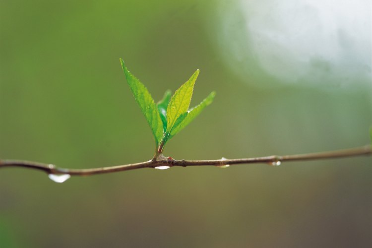 Las plantas crean azúcar como combustible de crecimiento.