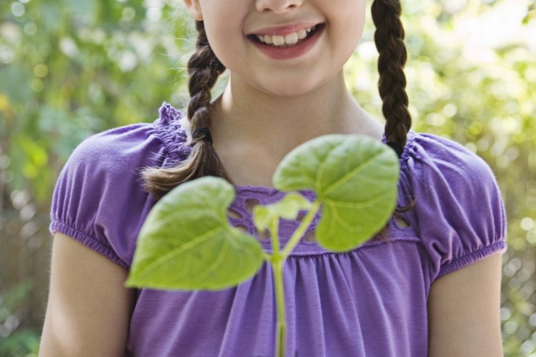Germinar semillas construye el concepto más grande de ciclos de vida.