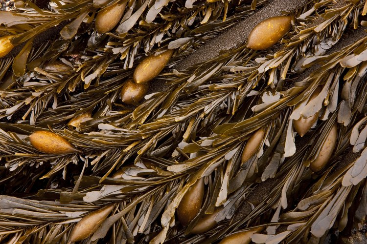 Las algas marinas son un ingrediente muy beneficioso para el abono de la tierra.