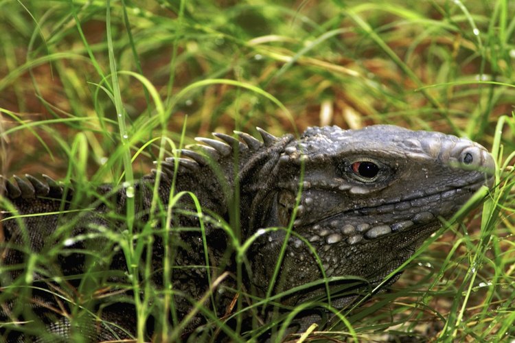 Los dragones de Komodo descansan sobre las islas del Parque Nacional de Komodo.