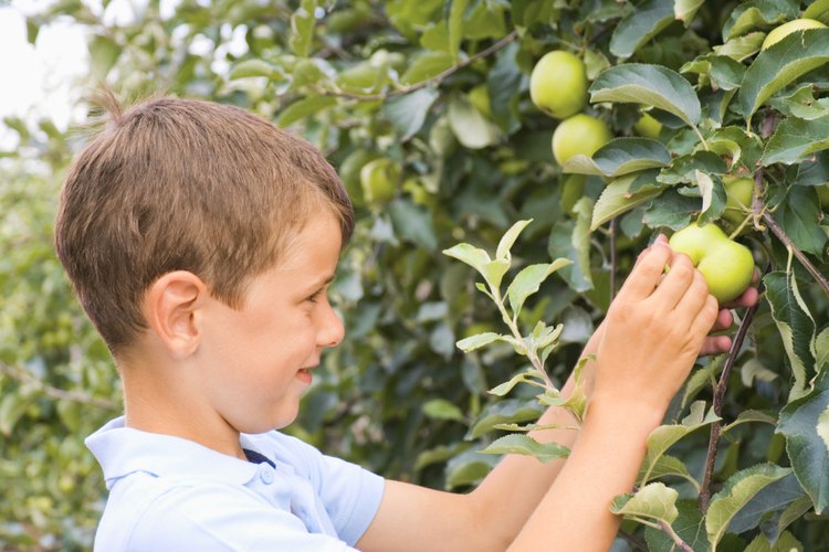 Los manzanos empiezan a dar sus frutos de tres a cinco años después de sembrar.