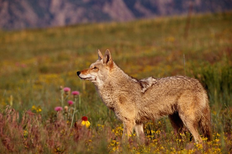 No permitas que los niños pequeños jueguen afuera tarde por la noche, ya que los coyotes cazan a esa hora.