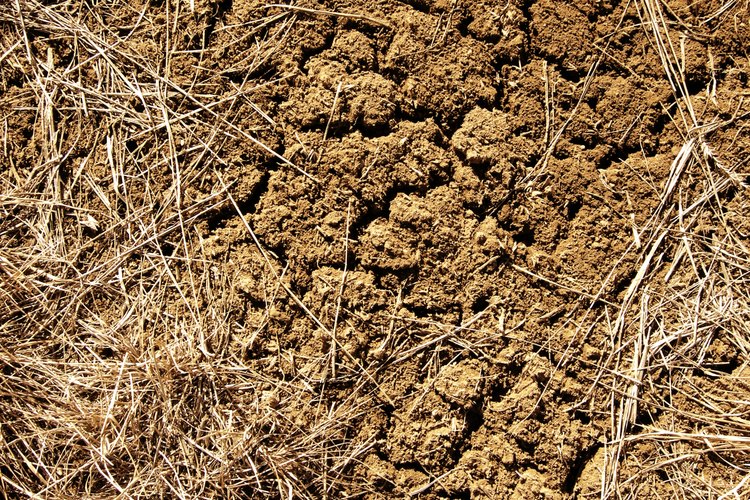Las condiciones de sequía pueden poner en peligro la supervivencia de los árboles y arbustos.