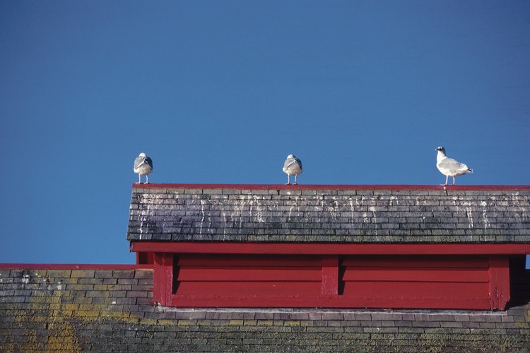 Los pájaros a menudo dejan grandes desastres alrededor de las casas que hacen necesario tomar acción.