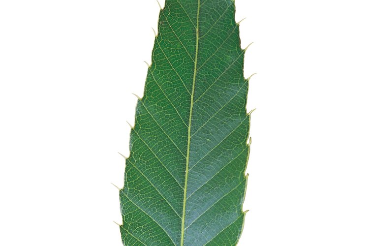 Una hoja simple tiene una única y exclusiva hoja.