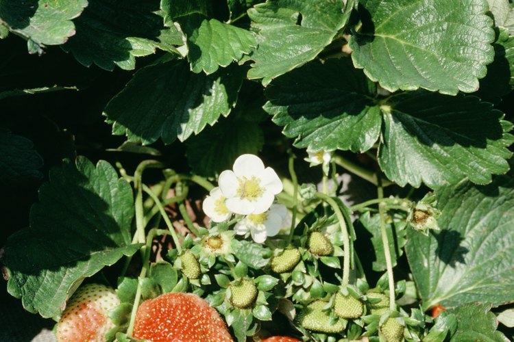 Todas las plantas de fresa, sin embargo, tienen las mismas partes.