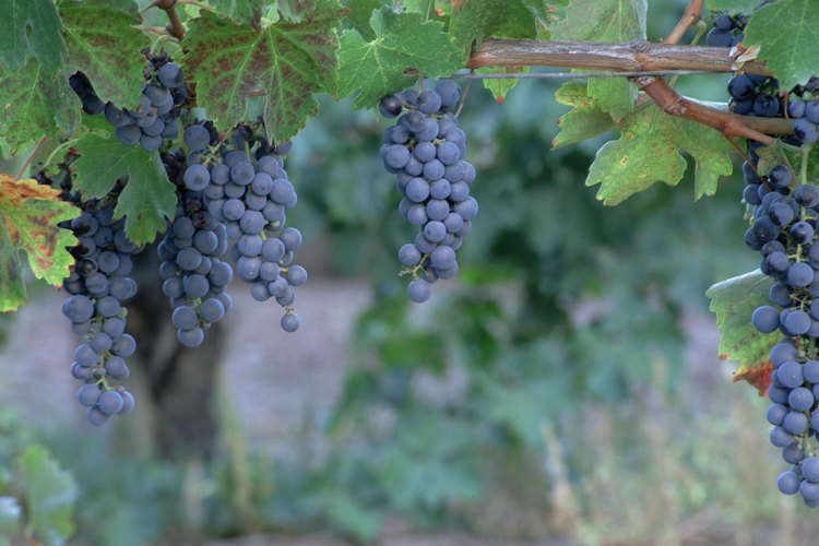 Las uvas se establecen en la vid después de que la flor haya madurado.